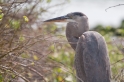 019 Great blue heron 02